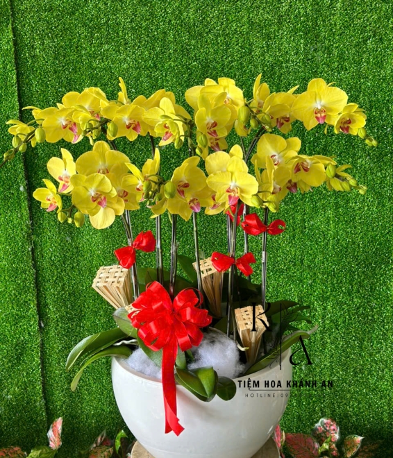Chậu lan Vàng