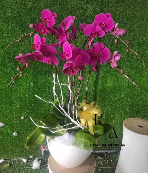 Chậu lan Tím 