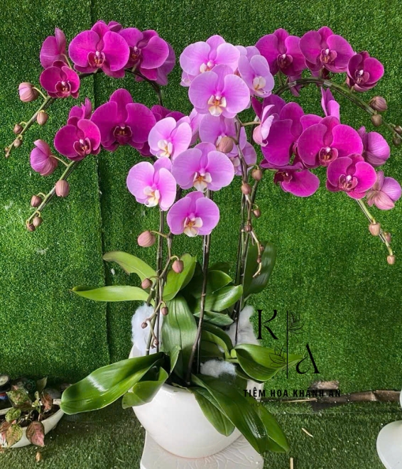 Chậu lan Đủ Màu 