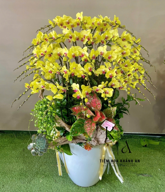 Lan hồ điệp chúc mừng khai trương ở biên hòa