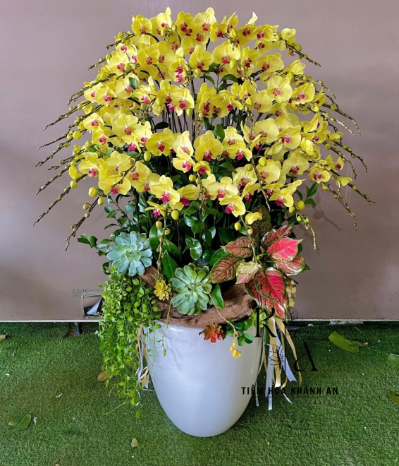 Lan hồ điệp chúc mừng khai trương mẫu đẹp biên hòa