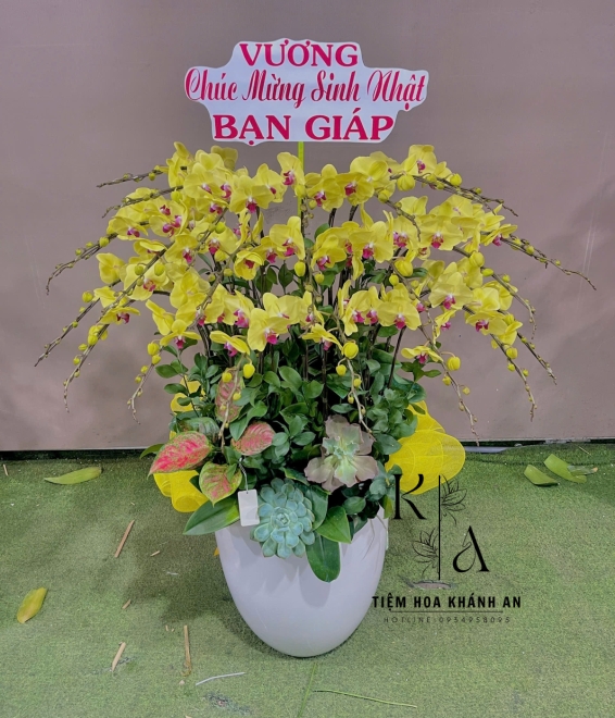 Lan hồ điệp chúc mừng sinh nhật