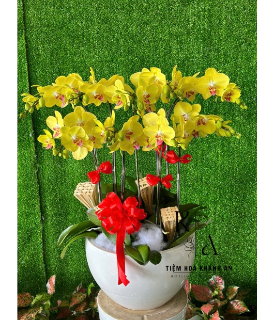 Chậu lan Vàng