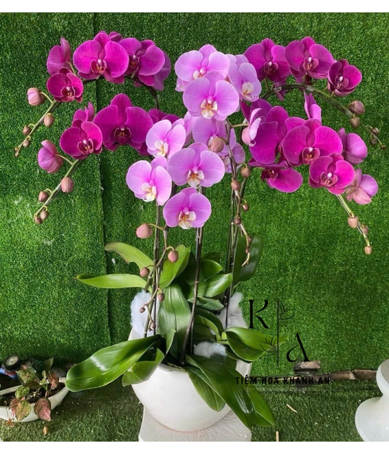 Chậu lan Đủ Màu 