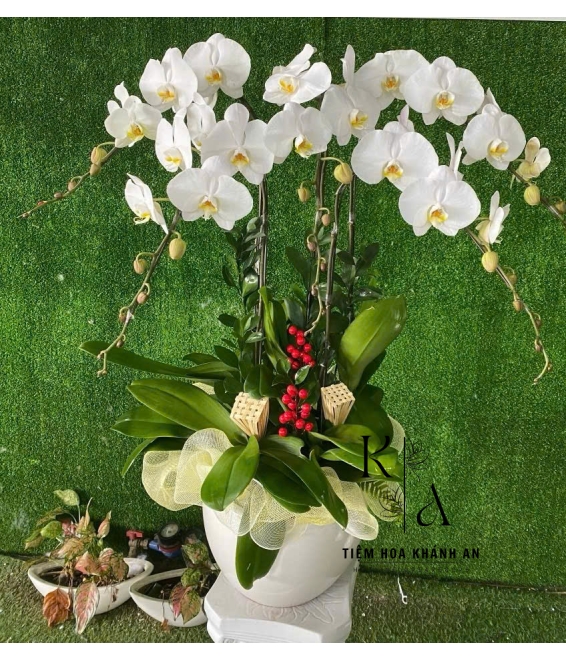 Chậu lan Trắng