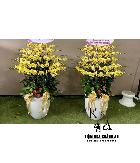 Lan hồ điệp chúc mừng khai trương