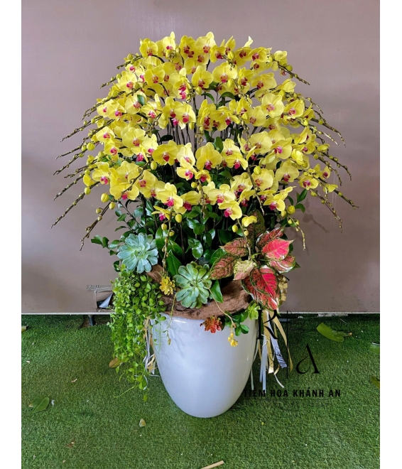 Lan hồ điệp chúc mừng khai trương mẫu đẹp biên hòa